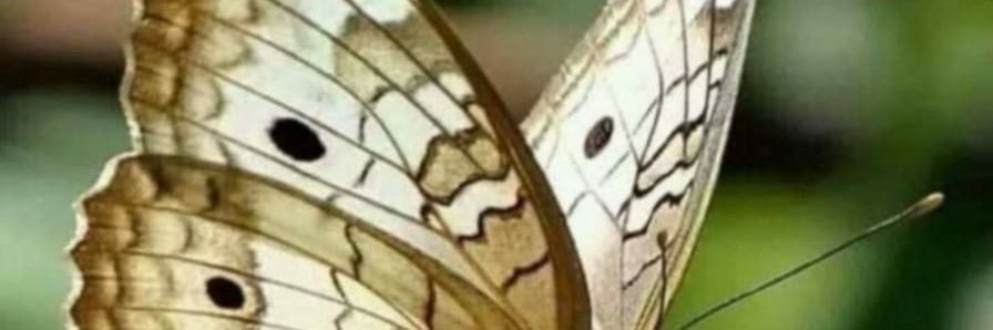 vilmajarac's profile banner image