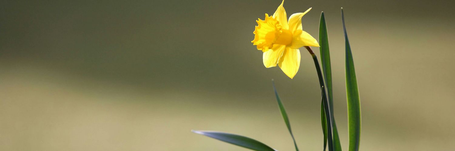 PriscyBalderas's profile banner image