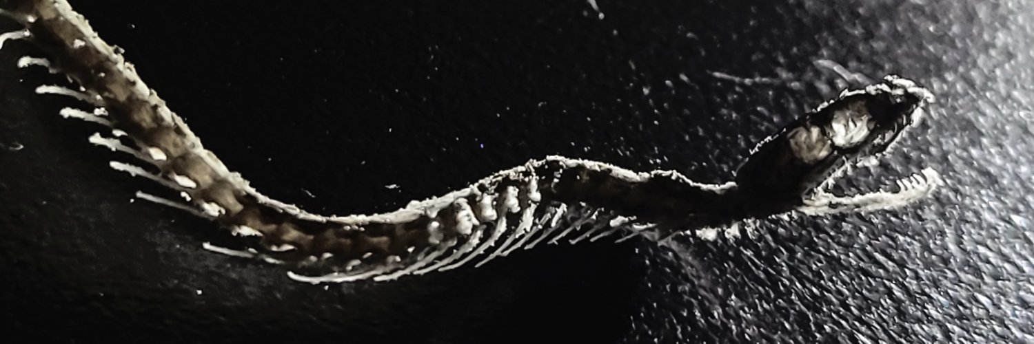 geopupper's profile banner image
