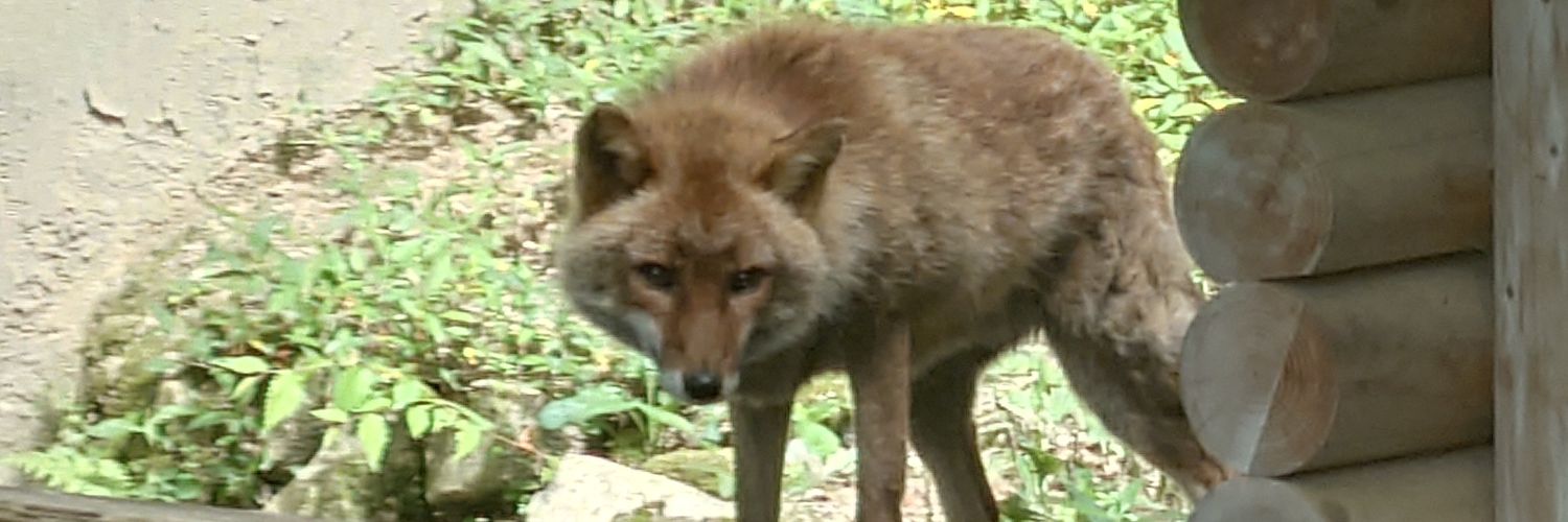 *白狐-WHITE FOX* banner