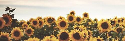 paigenlambert's profile banner image