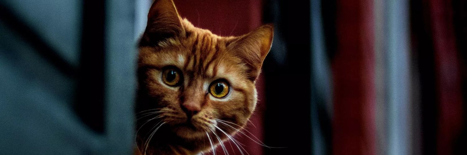 heyhoald's profile banner image