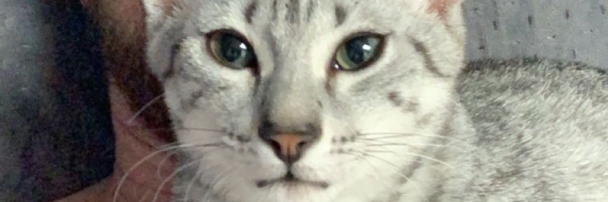 Bodega_Plug's profile banner image