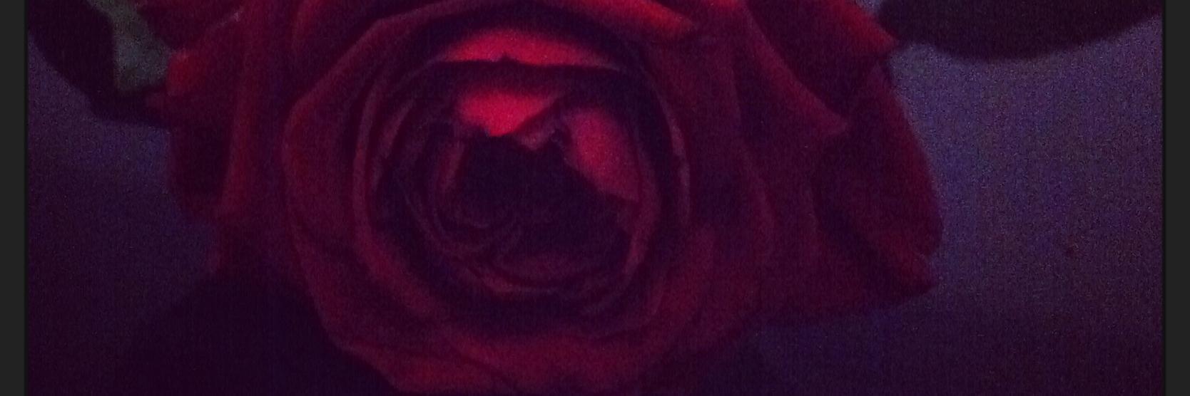 Lauriane_Pinon's profile banner image