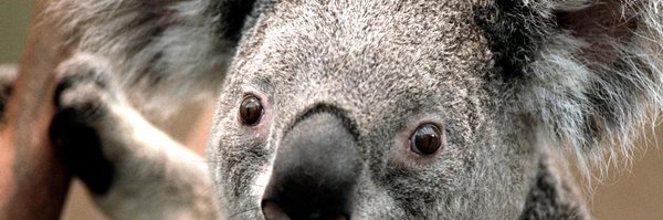 tweet_analysis Profile Banner