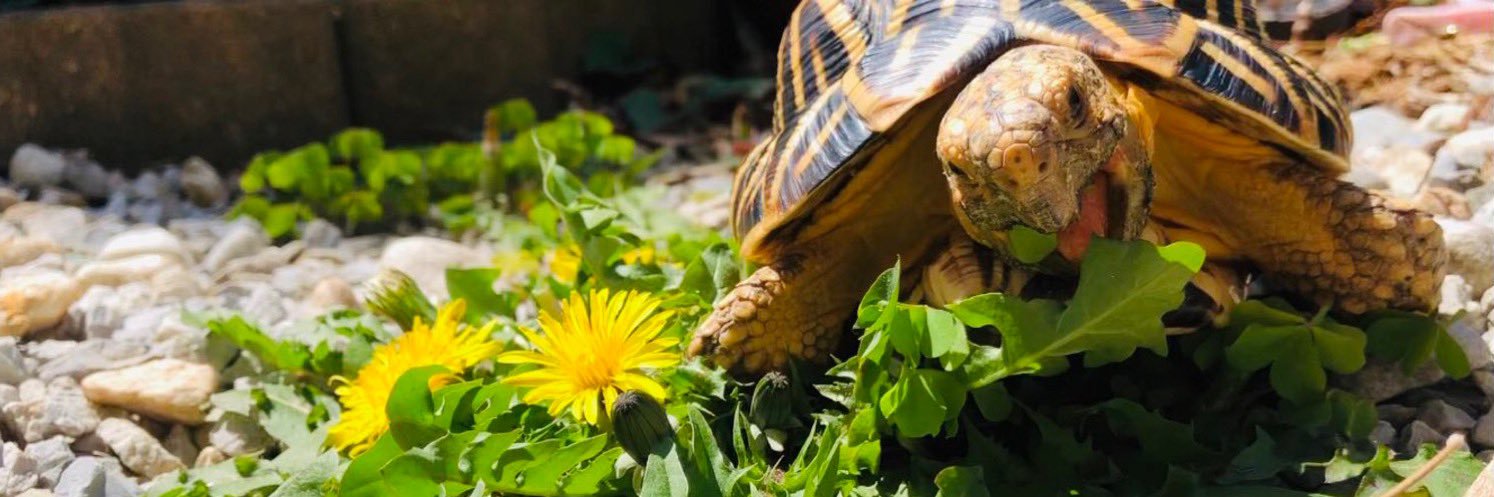 カメまる子🐢's banner