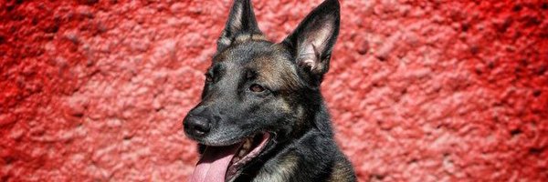 yazmayeterr Profile Banner