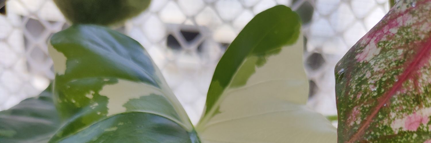 BeverlyNoIG's profile banner image