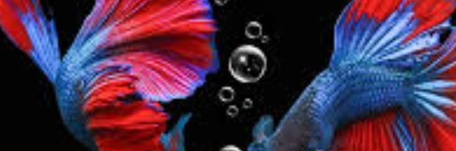 markcolgan79's profile banner image