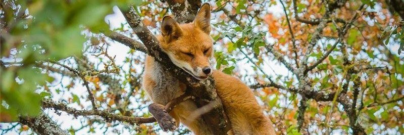 Tülkü 🦊 banner