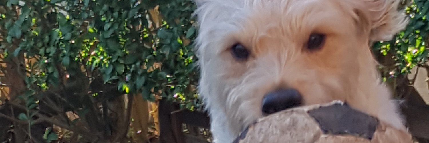 JueFrangos's profile banner image