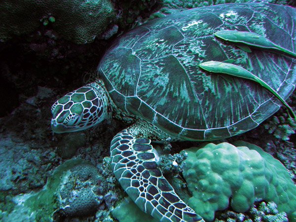 siro@studio globe banner