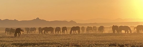 Blueequus775 Profile Banner
