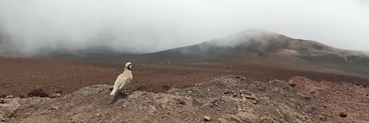 Dmitry Filimonov banner