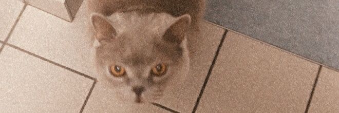 Elena. banner