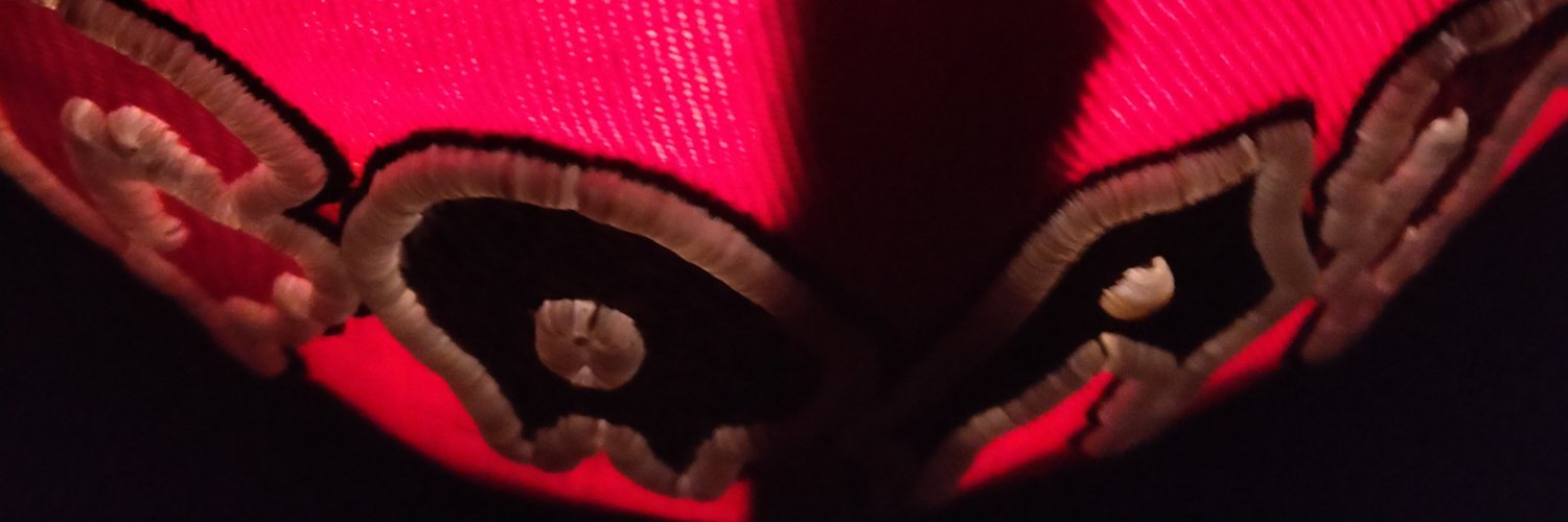 stephdainew's profile banner image