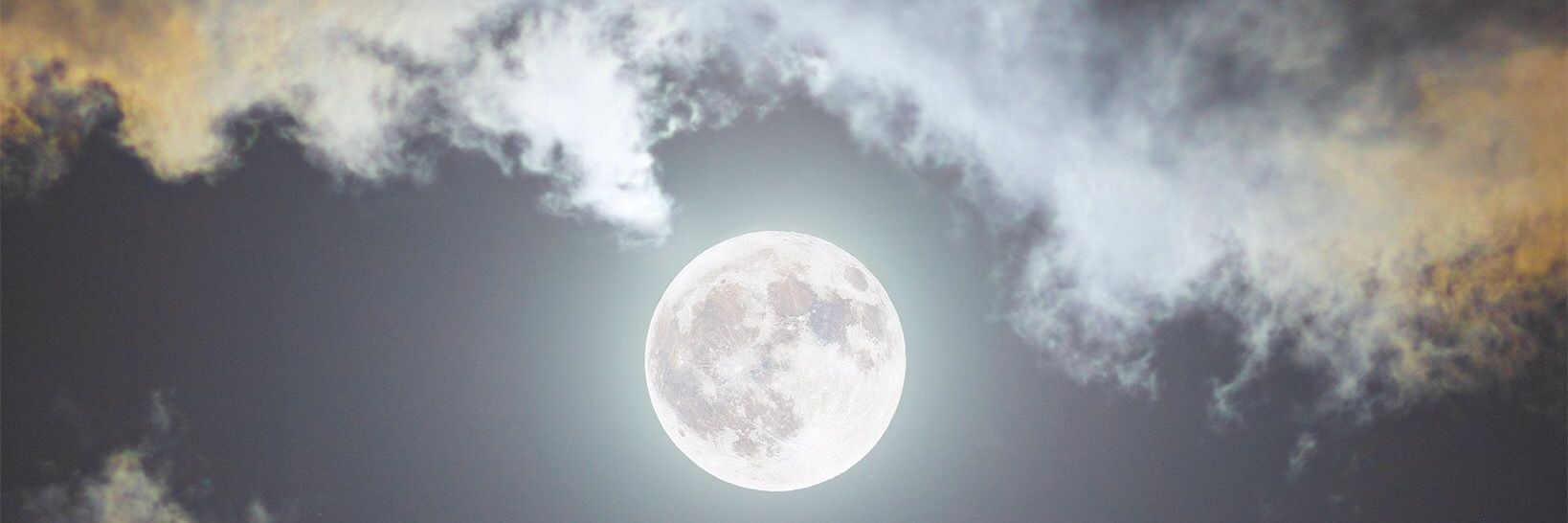 Tornasol🌻 banner