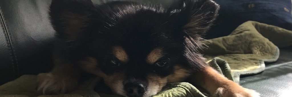 napusun's profile banner image