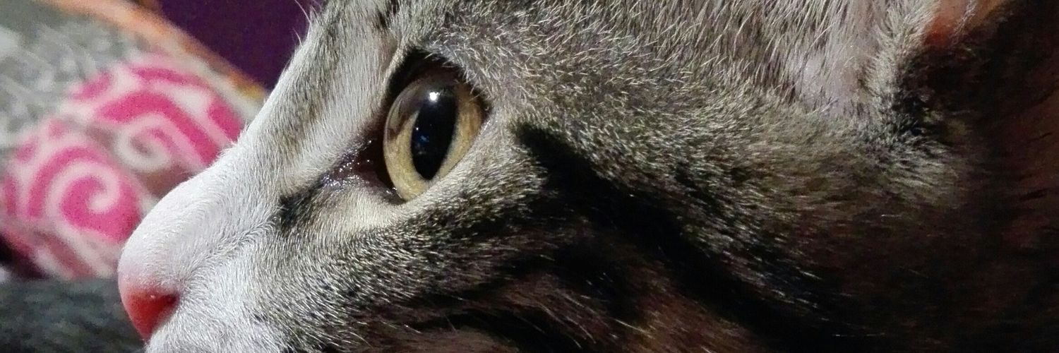 RdeRaqueel's profile banner image