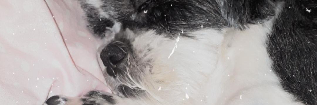 pollypockett94's profile banner image