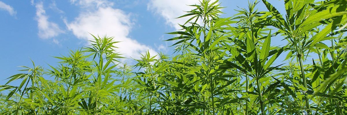 Mr_Hemp1's profile banner image