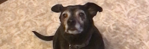 tessccat's profile banner image