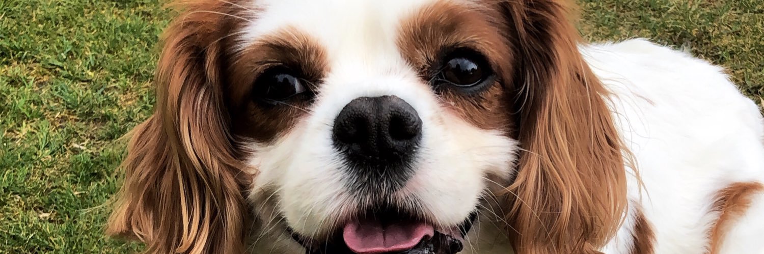 XBethanylily's profile banner image