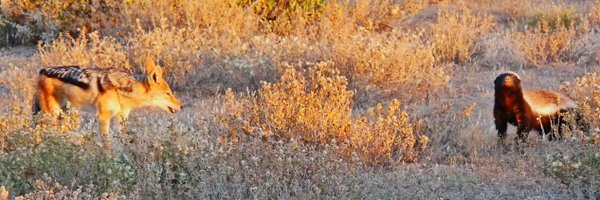 KSAfricaHack Profile Banner