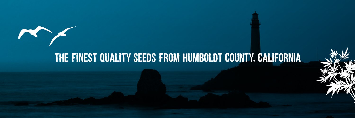 Mavericks Seeds banner