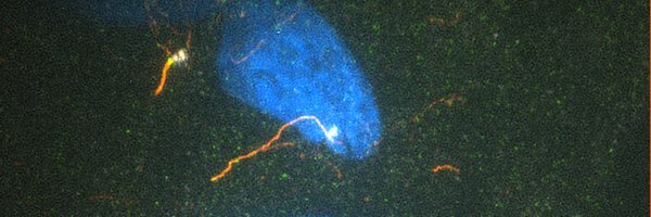 johnsoncilialab Profile Banner
