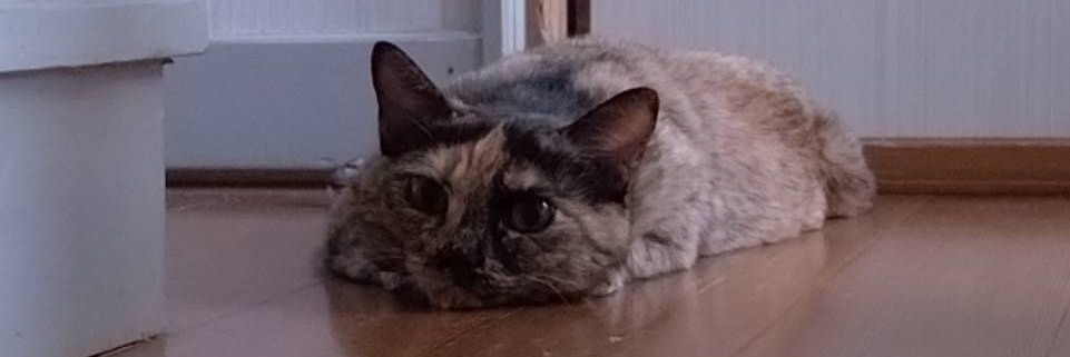 minekeko's profile banner image