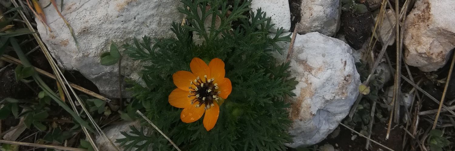 conedelena's profile banner image