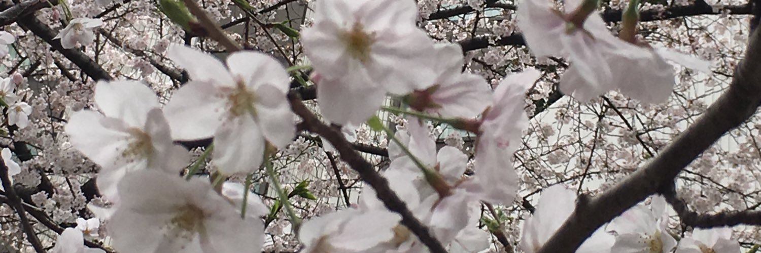 sakurasakura013's profile banner image
