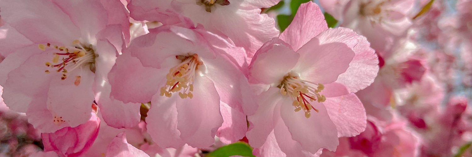 RoseBantilan's profile banner image