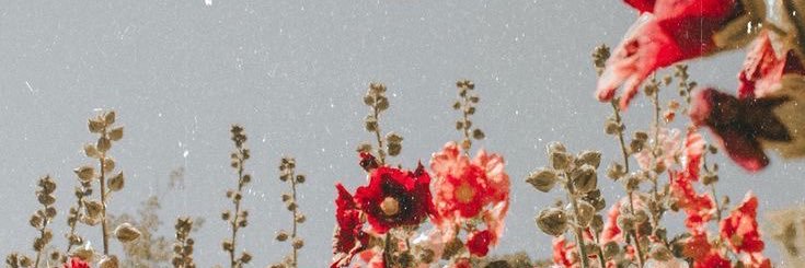 chamintlemonade's profile banner image