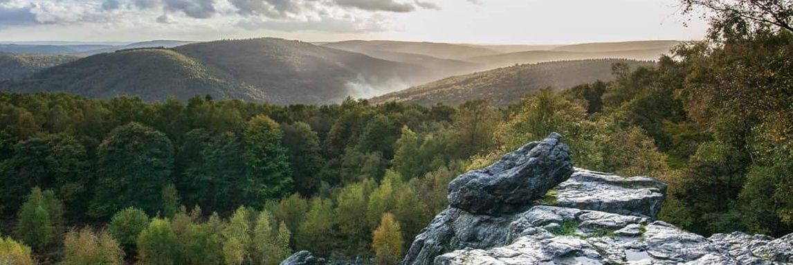 Cédric ANDRE 💚❤️🐗💪 banner