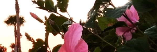 mmgkitty's profile banner image