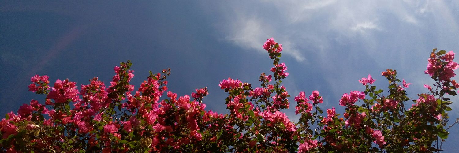 MariaLaBandida's profile banner image