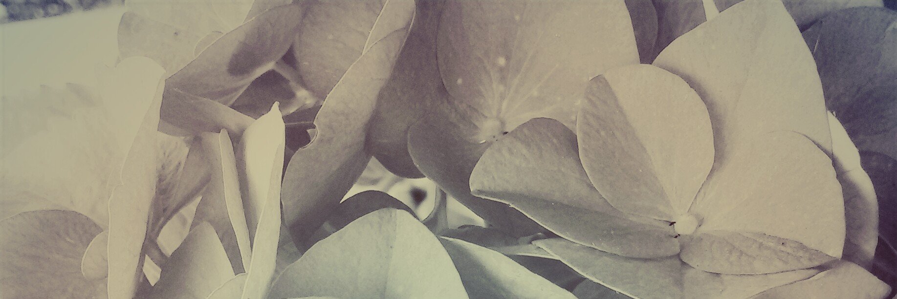 Roberta banner