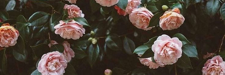 CharmaineDulak's profile banner image