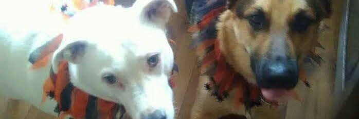 💖jenny mckeon💖 banner