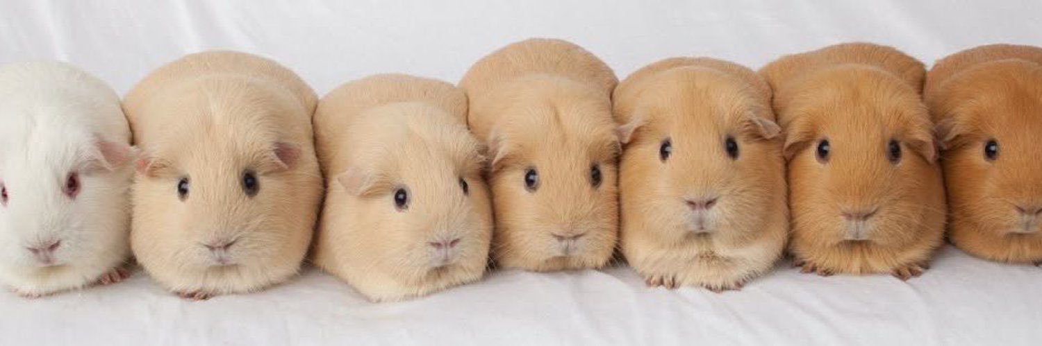 raquel🧞‍♀️ banner