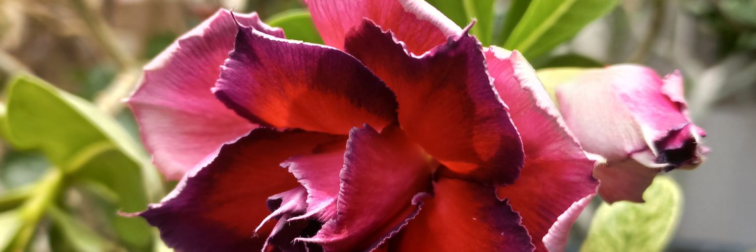 فلاسية 🇦🇪( هاوية للزراعة ومحبة للطبيعة)🇦🇪 banner