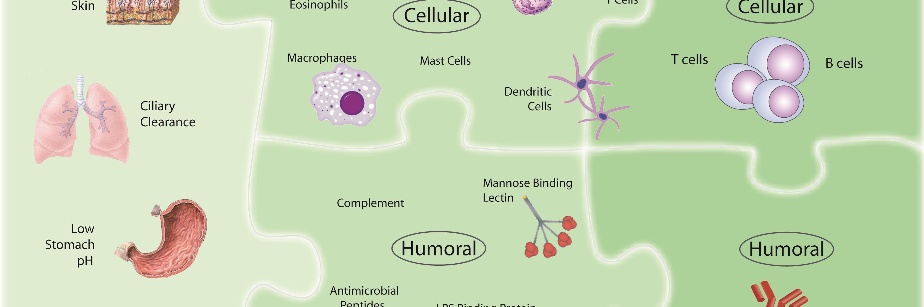 Turvey lab's banner