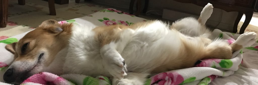 みき👩福🐶翼🐶航🐶 banner
