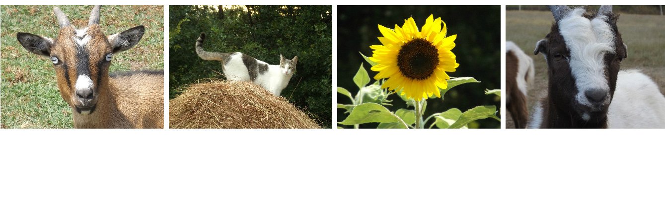 ChaoticFarm's profile banner image