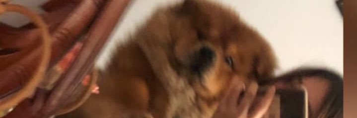 Vicky_Avi1's profile banner image