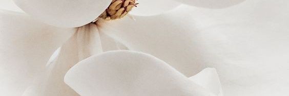 Nina Mishkova banner