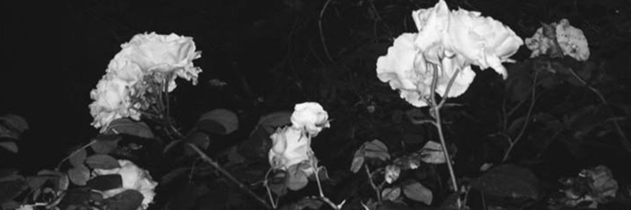 Lubna_ala's profile banner image