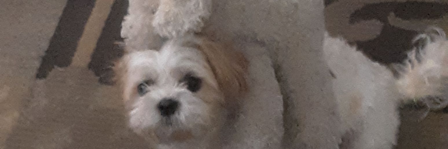 LordPikachu96's profile banner image